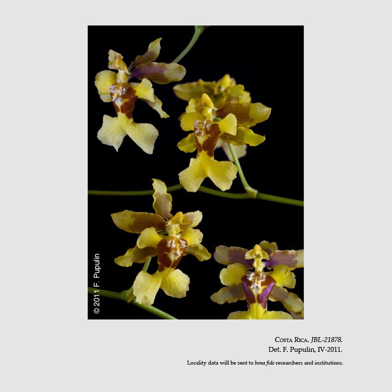 Oncidium henning-jensenii
