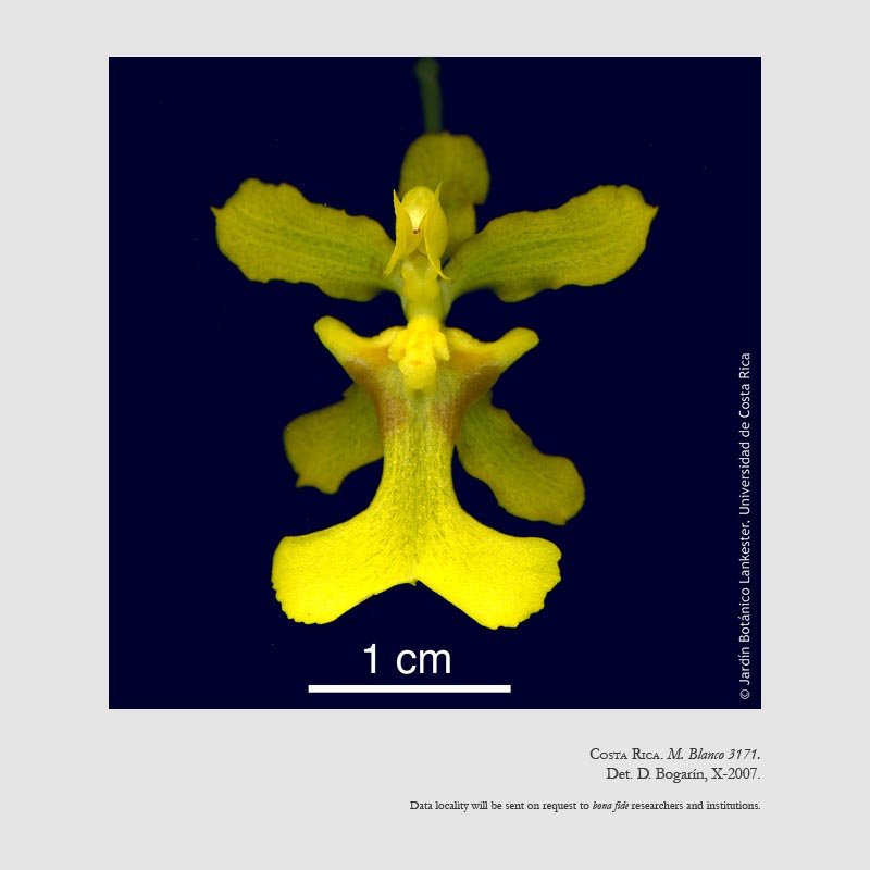 Oncidium obryzatoides