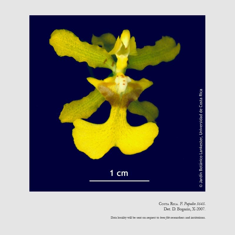 Oncidium obryzatoides