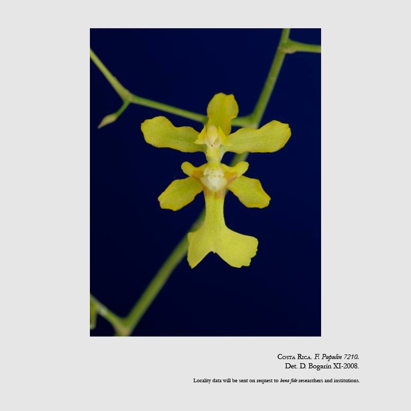 Oncidium obryzatoides