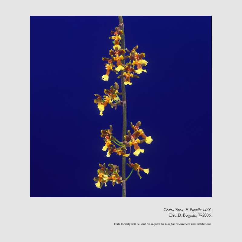 Oncidium parviflorum