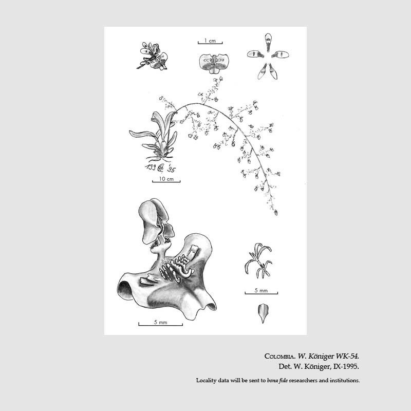 Oncidium posadarum