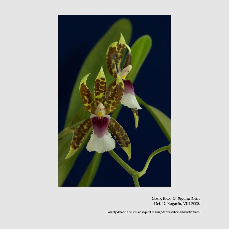 Oncidium schroederianum
