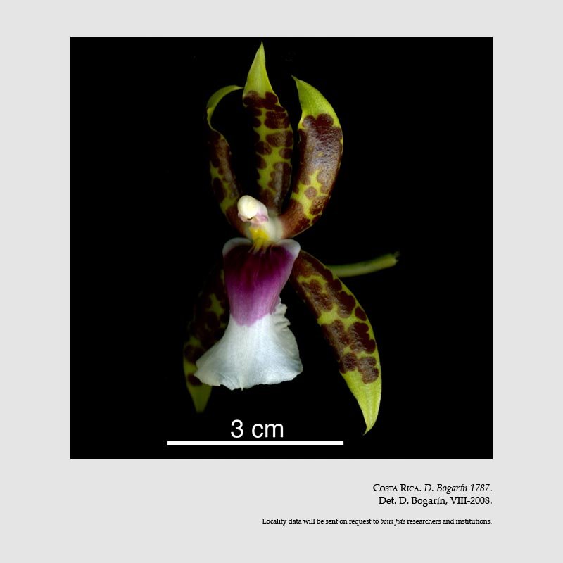 Oncidium schroederianum