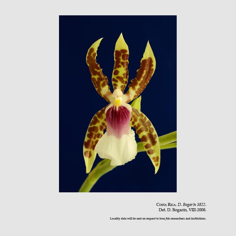 Oncidium schroederianum
