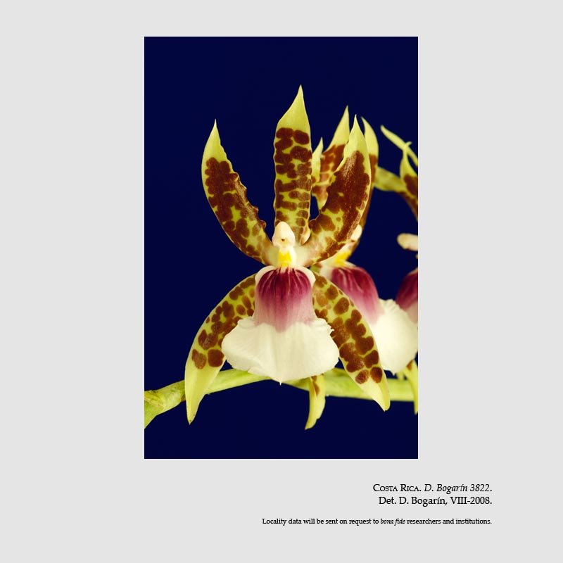 Oncidium schroederianum