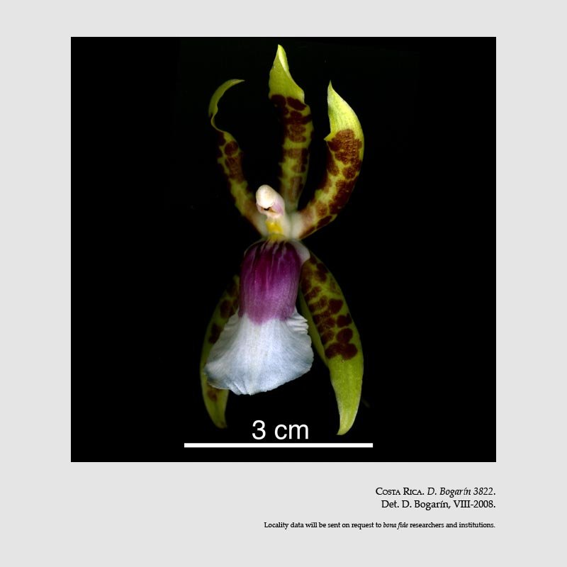 Oncidium schroederianum