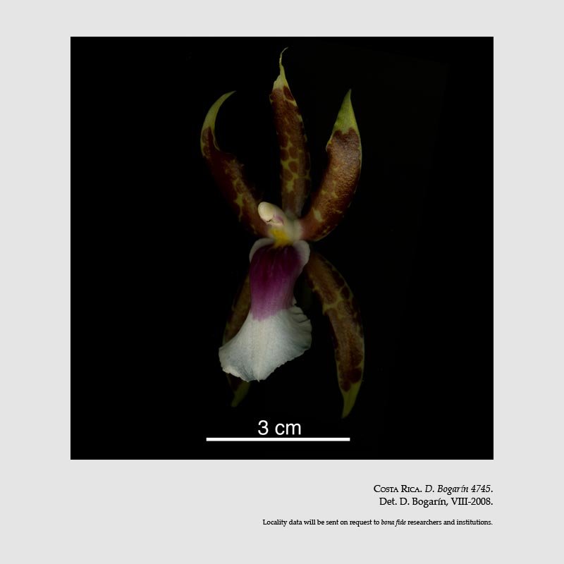 Oncidium schroederianum
