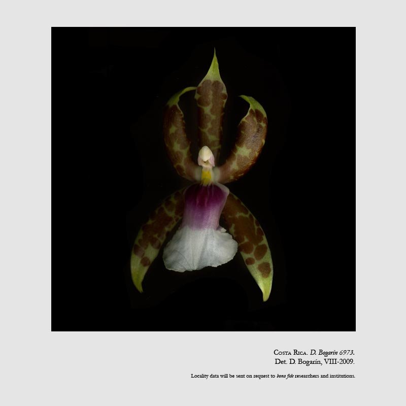 Oncidium schroederianum