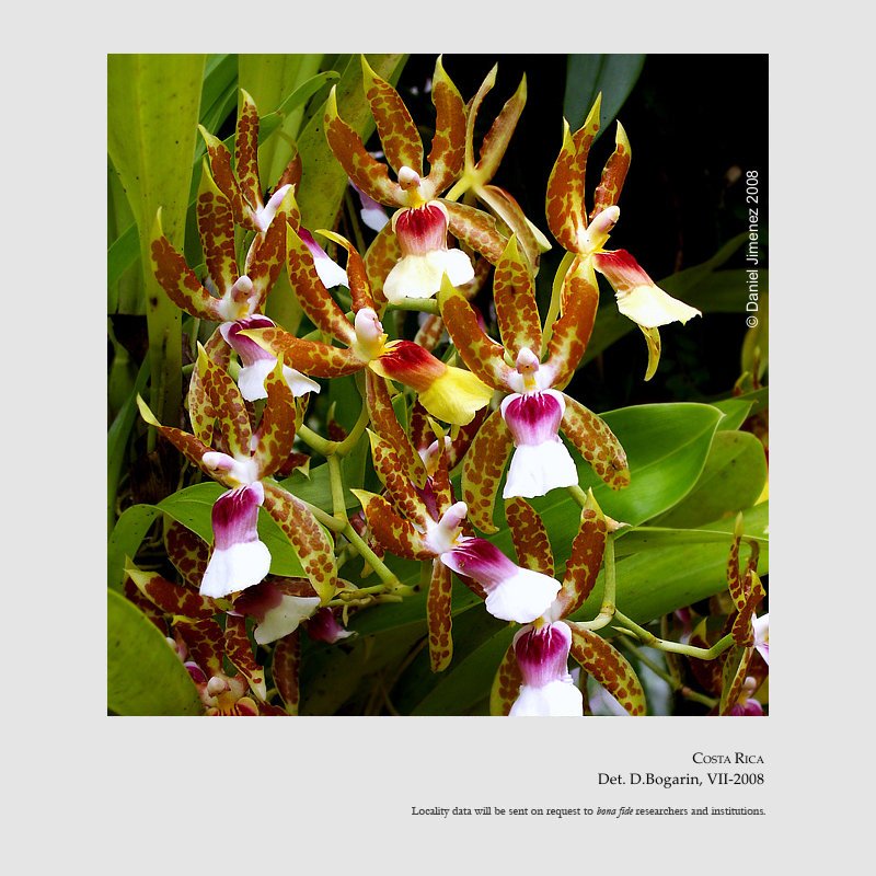 Oncidium schroederianum
