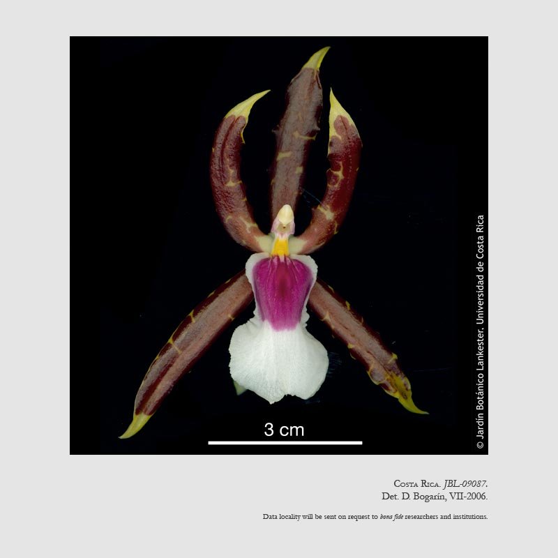 Oncidium schroederianum