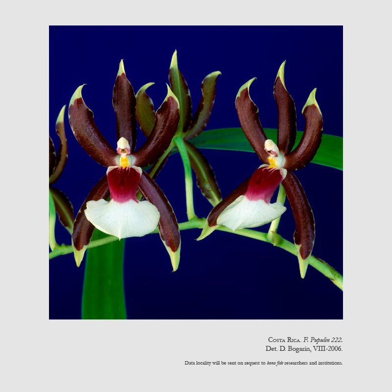 Oncidium schroederianum
