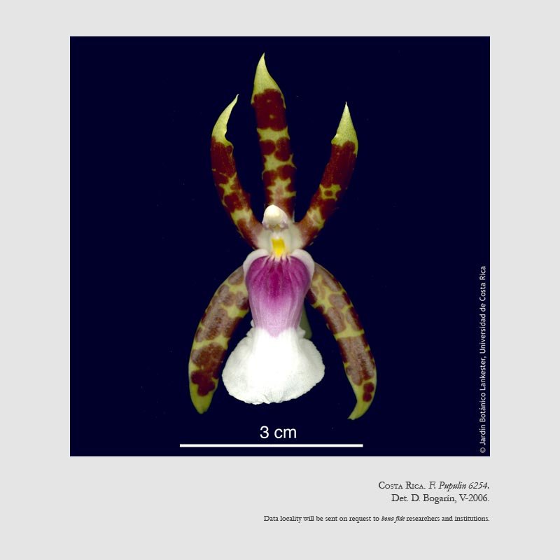 Oncidium schroederianum