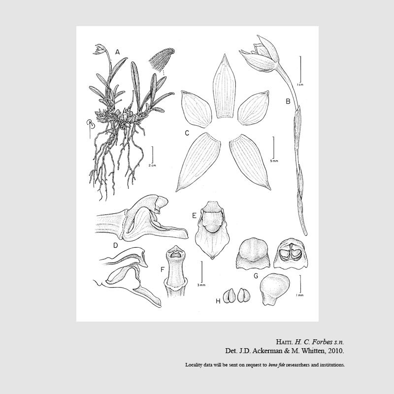 Ornithidium donaldeedodii