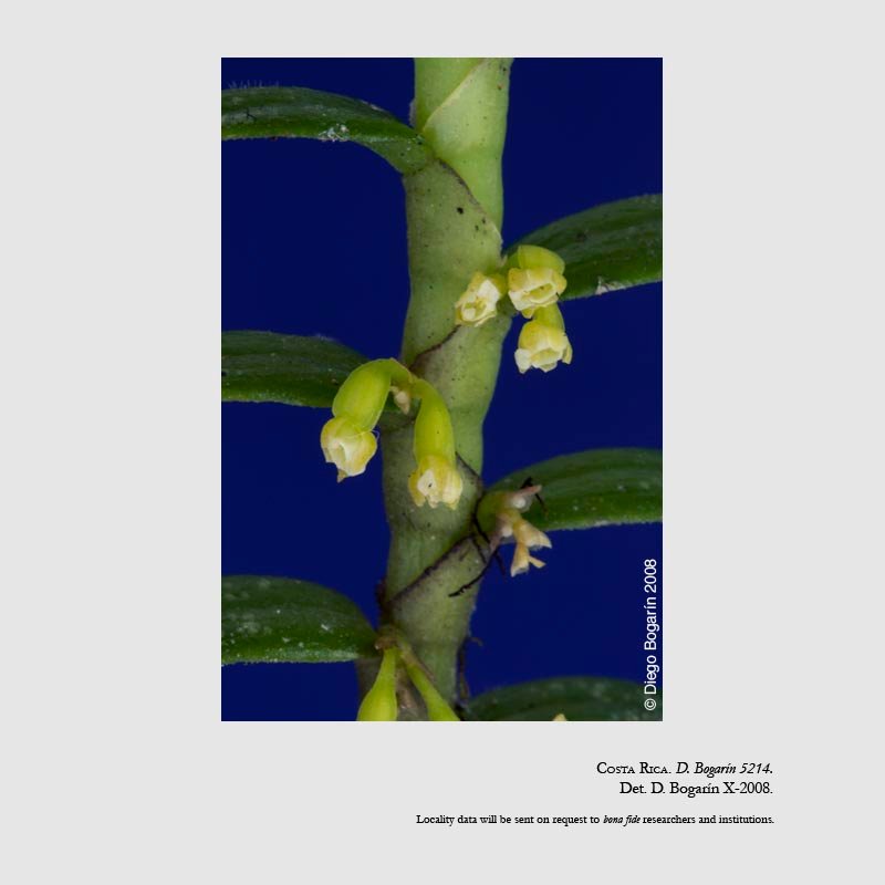 Fernandezia crystallina