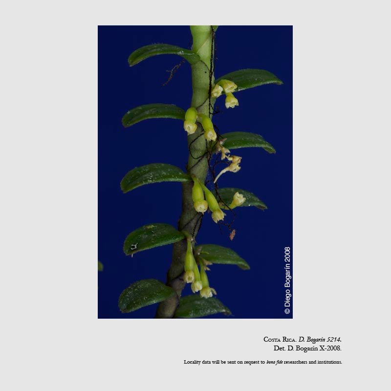 Fernandezia crystallina