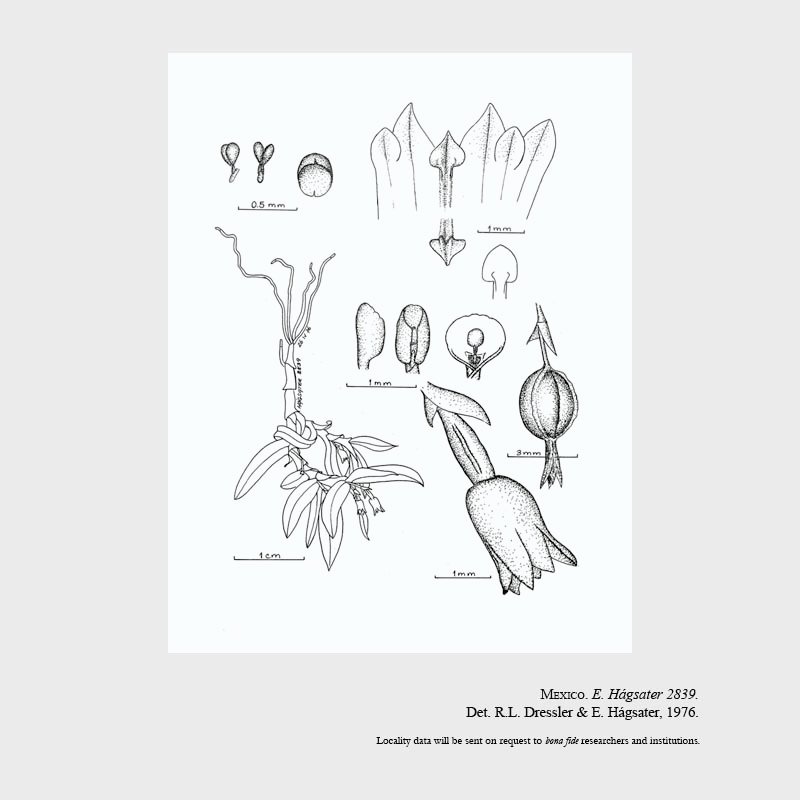 Pachyphyllum mexicanum