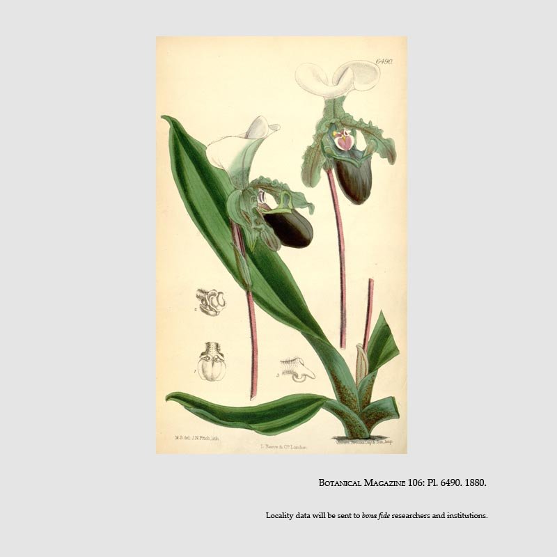 Paphiopedilum spicerianum