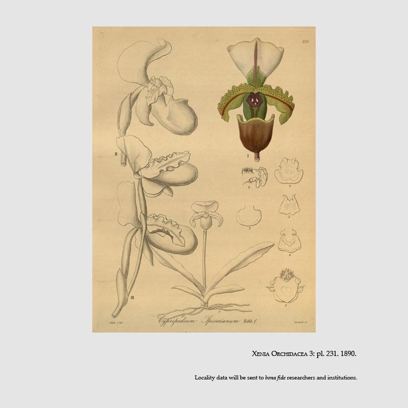 Paphiopedilum spicerianum
