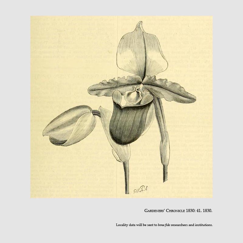 Paphiopedilum spicerianum