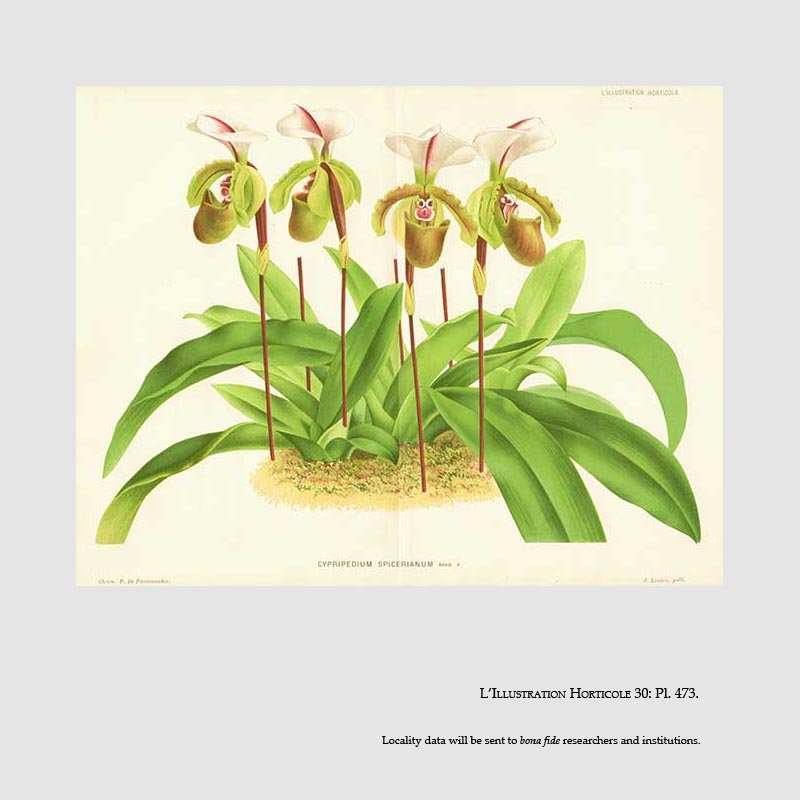 Paphiopedilum spicerianum