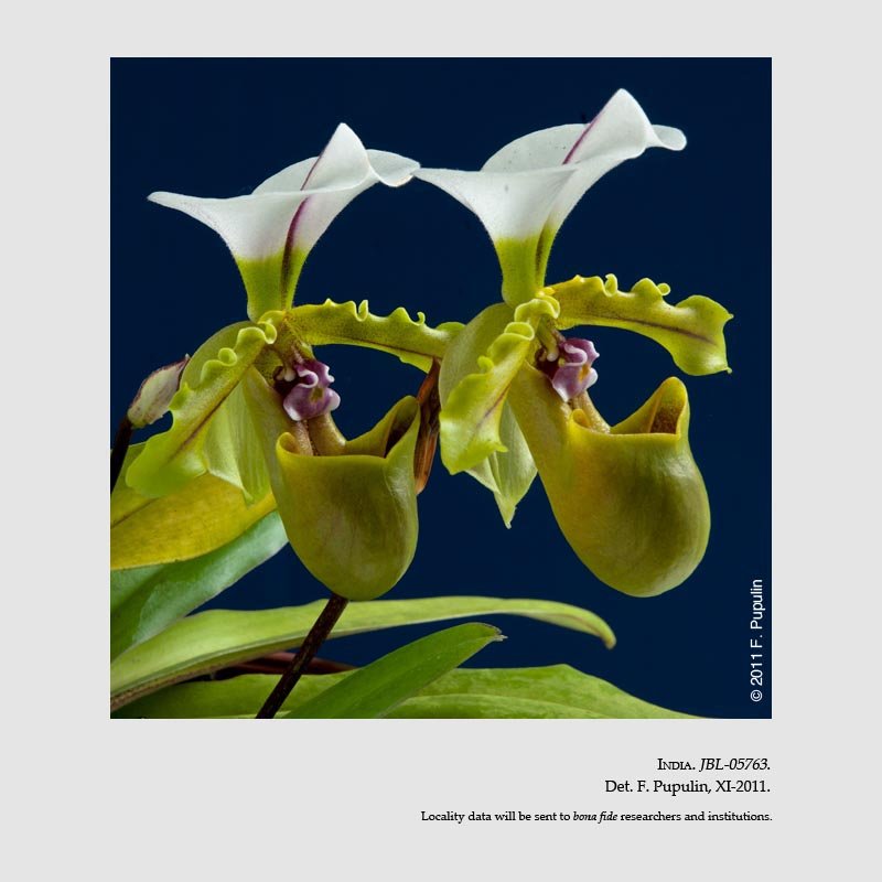 Paphiopedilum spicerianum