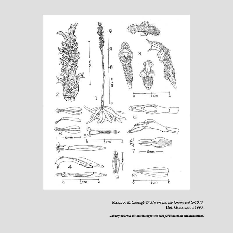 Sarcoglottis scintillans