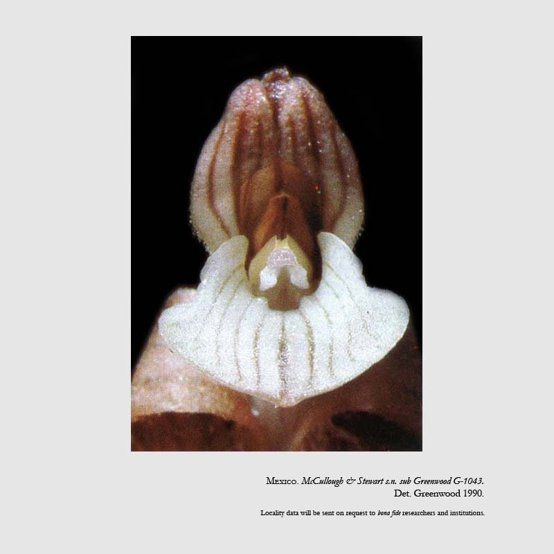 Sarcoglottis scintillans