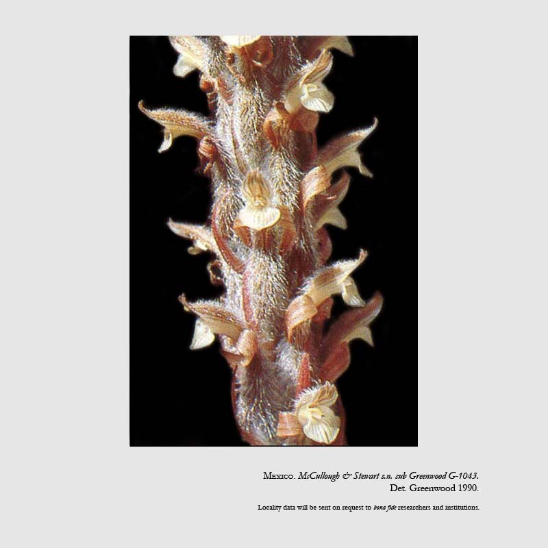 Sarcoglottis scintillans