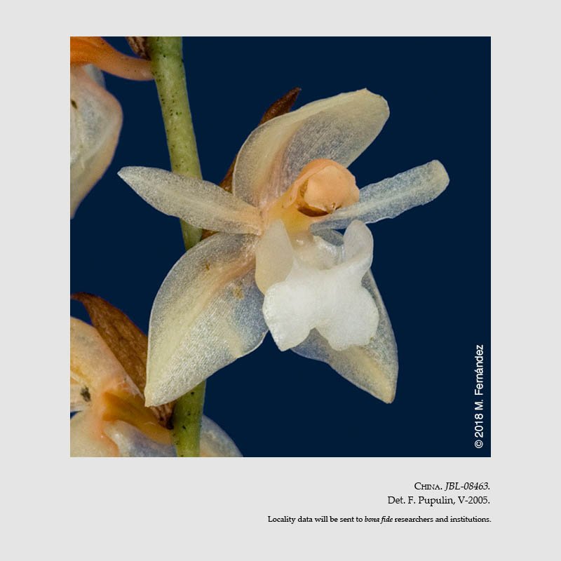 Pholidota chinensis