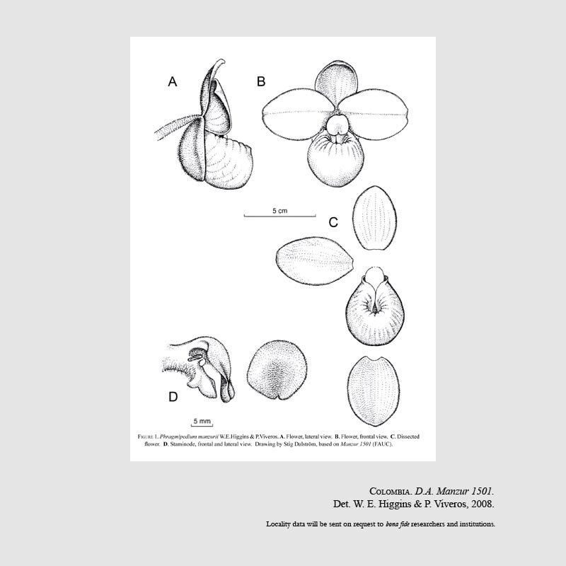 Phragmipedium manzurii