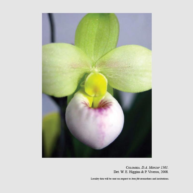 Phragmipedium manzurii