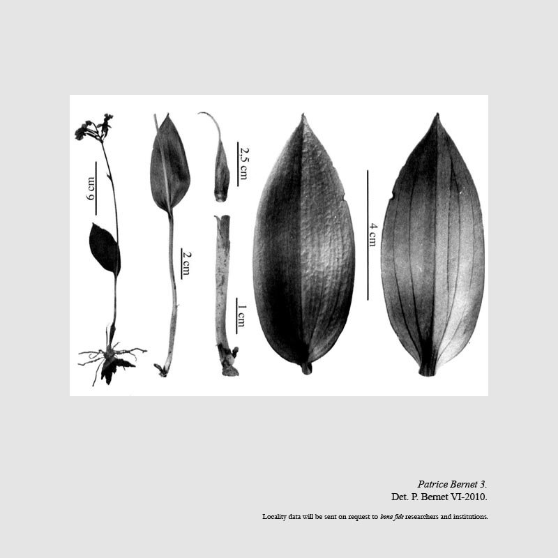 Physoceras castillonii