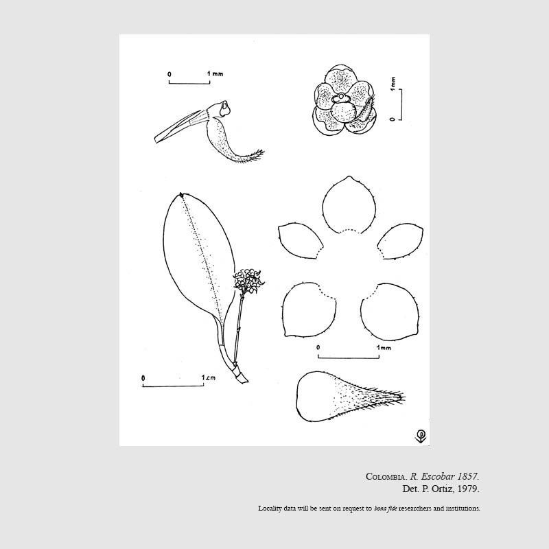 Platystele dasyglossa