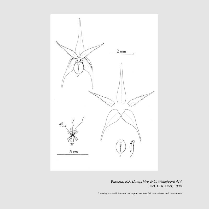 Platystele hampshireae