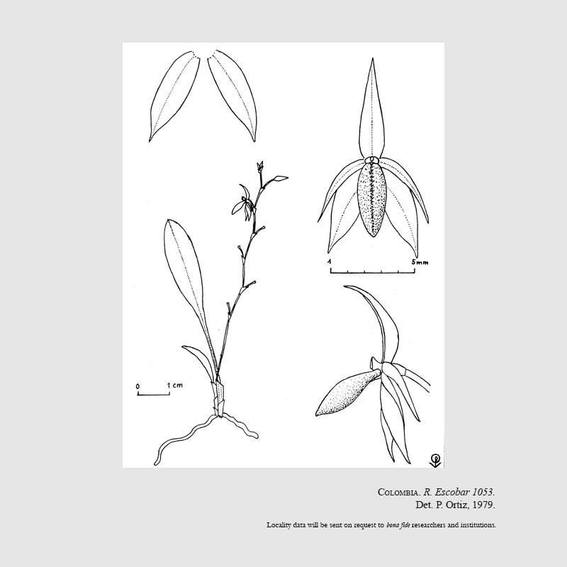 Platystele orectoglossa