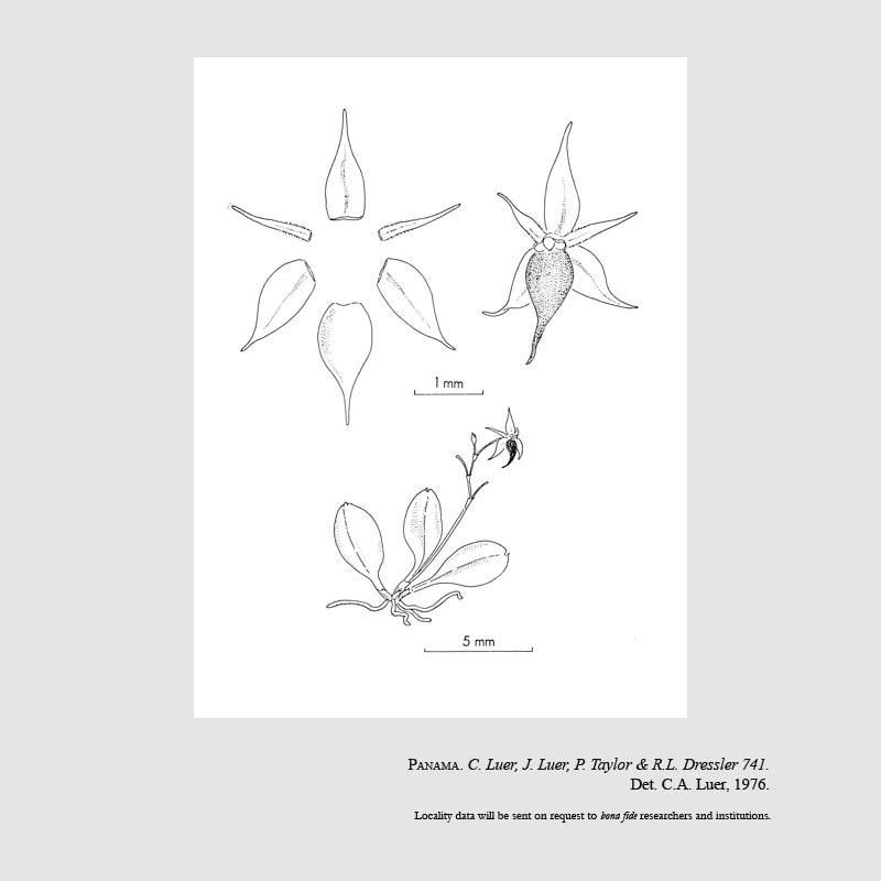 Platystele taylorii