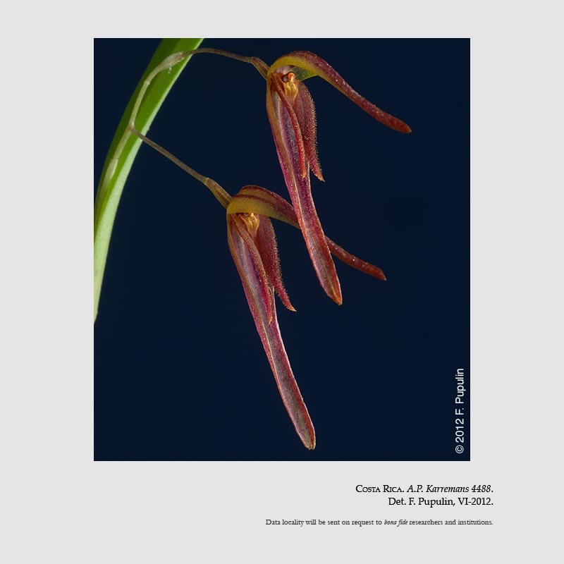 Pleurothallis neglecta