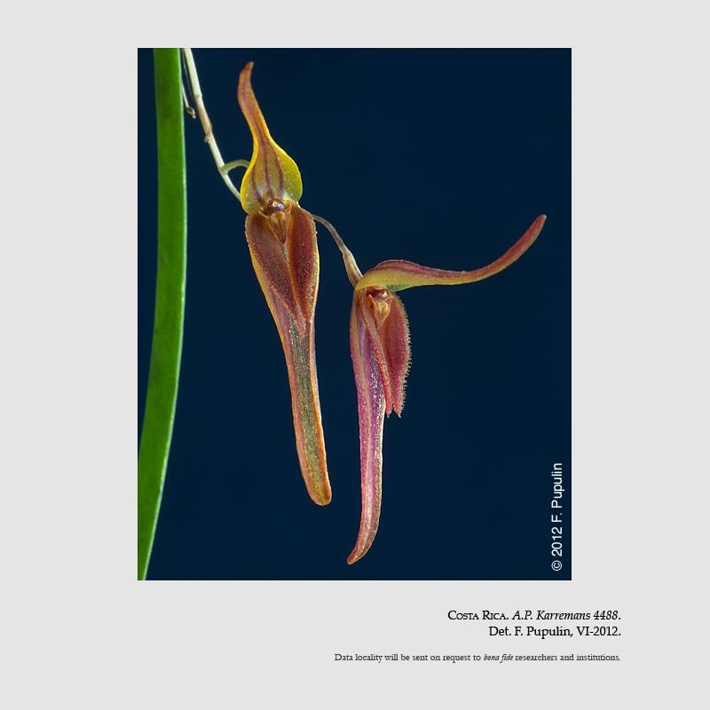 Pleurothallis neglecta