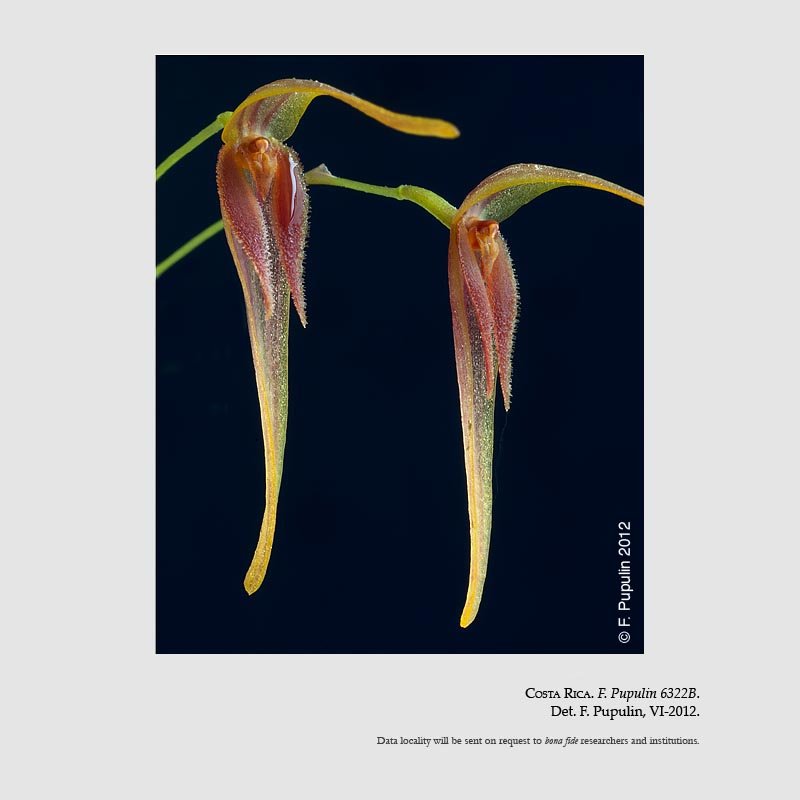 Pleurothallis neglecta