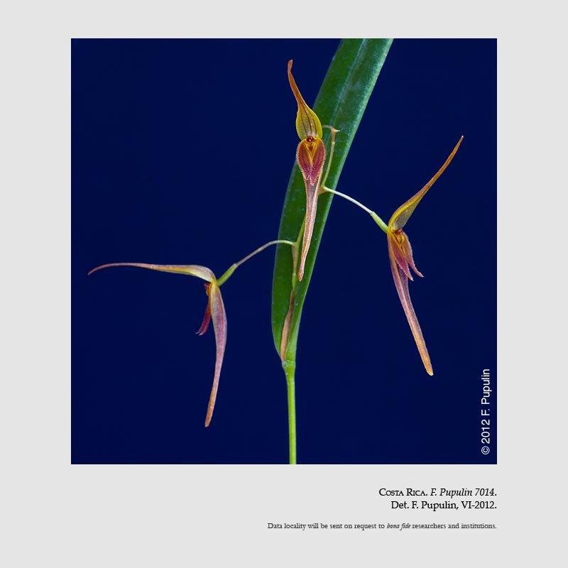 Pleurothallis neglecta