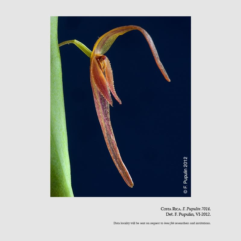 Pleurothallis neglecta