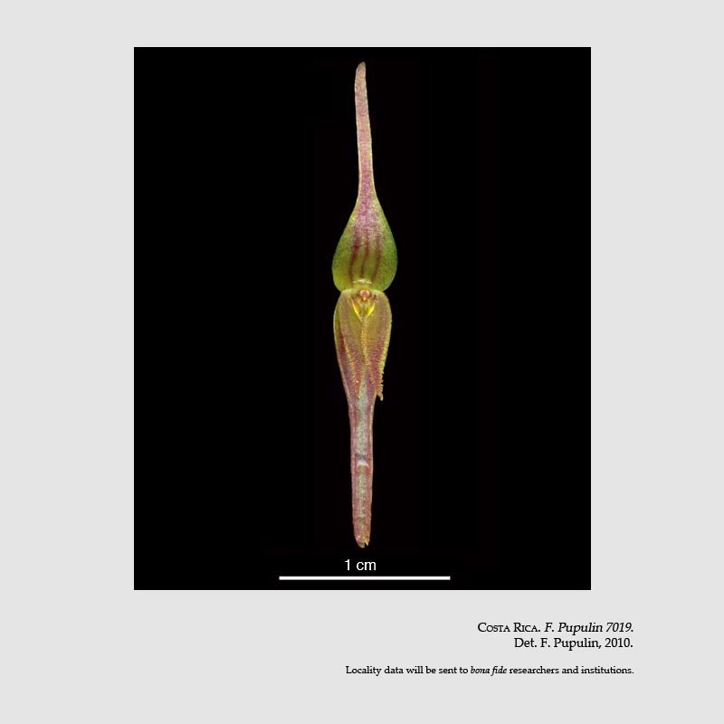 Pleurothallis neglecta