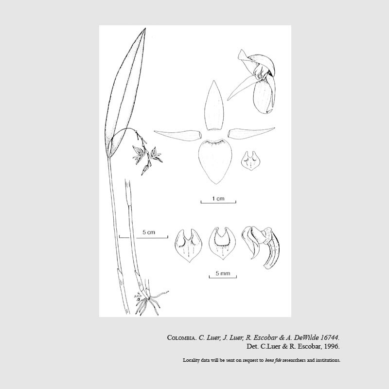 Pleurothallis andrei