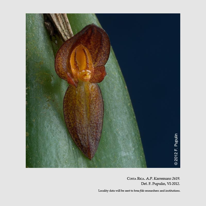 Pleurothallis bogarinii