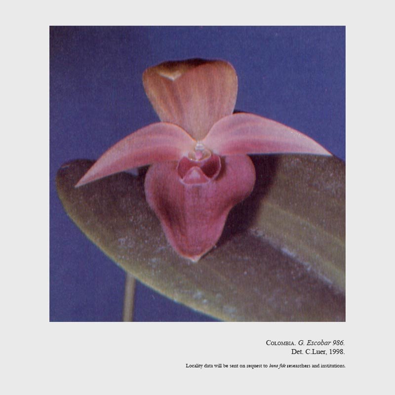 Pleurothallis bovilingua