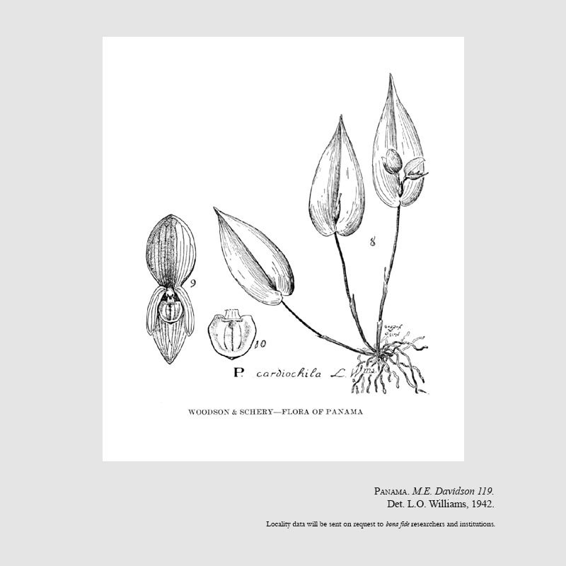 Pleurothallis cardiochila