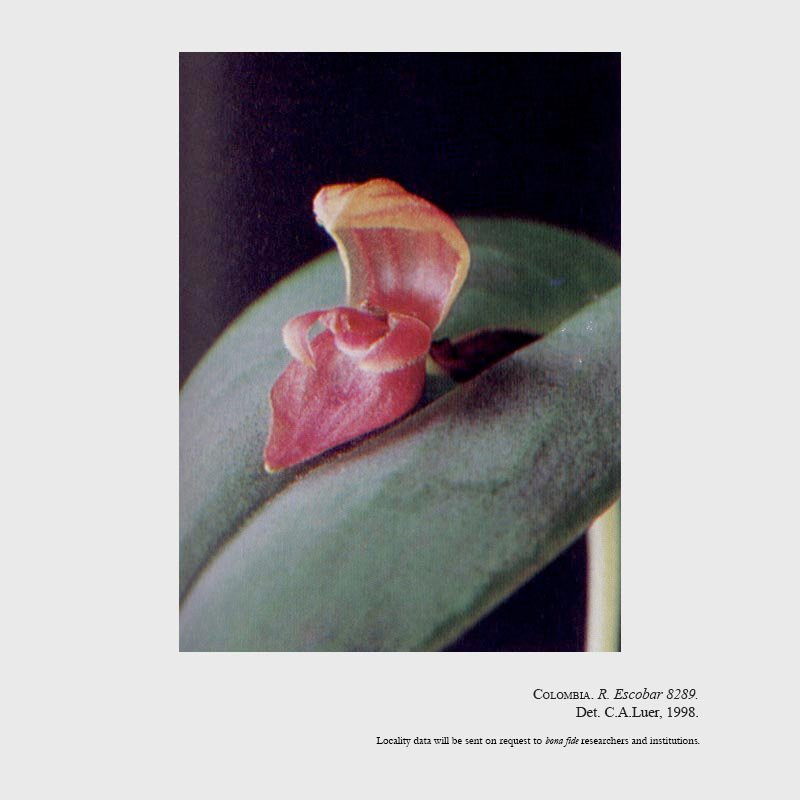 Pleurothallis cassidata