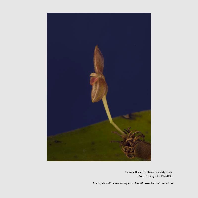 Pleurothallis compressa