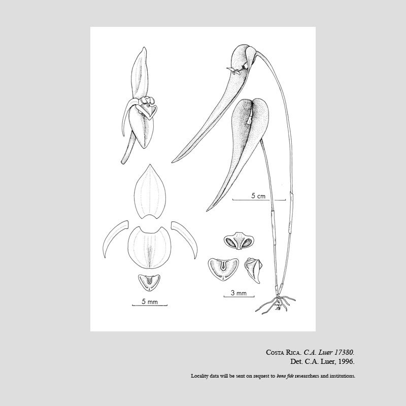 Pleurothallis compressa